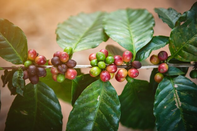 Kaffeebohnen auf Baum im Bauernhof