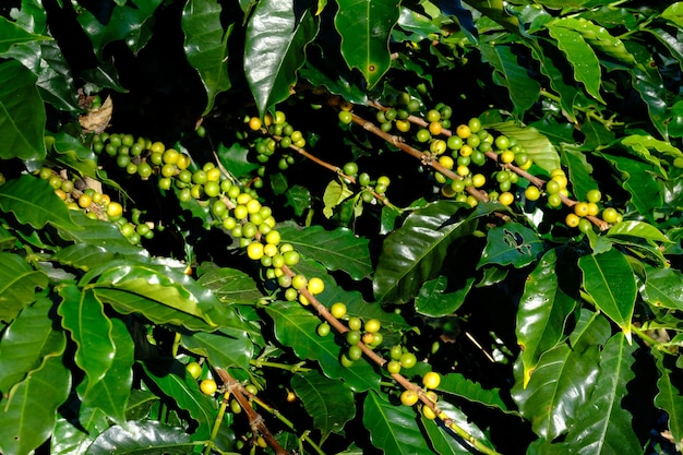 Kaffeebohnen auf der Niederlassung. Arabica Kaffee.