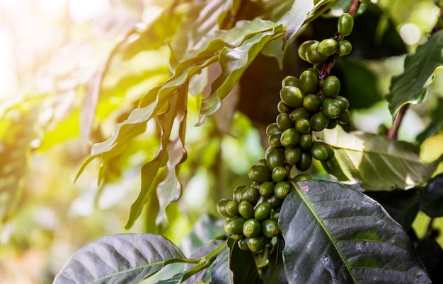 Kaffeebohnen auf einem Baum mit Weichzeichner und Überlicht im Hintergrund