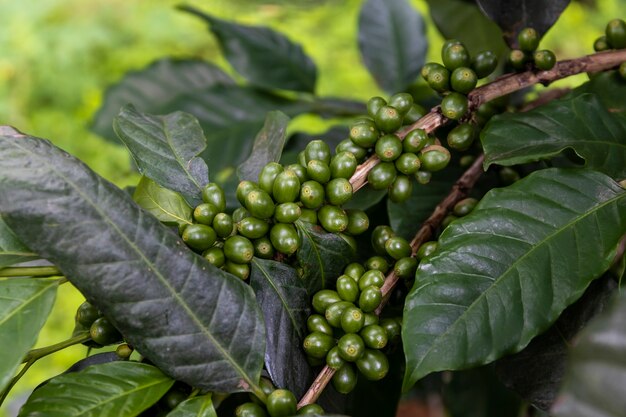 Kaffeebohnen auf einem Baum mit Weichzeichner und Überlicht im Hintergrund