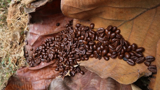 Foto kaffeebohnen auf getrockneten teakblättern sind hellbraun und dunkelbraun