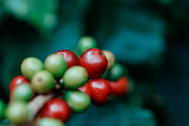 Kaffeebohnen auf Kaffeebaumzweig eines Kaffeebaums mit reifen Früchten