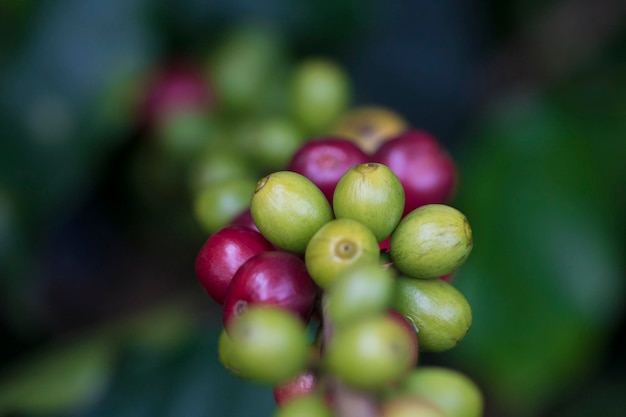 Kaffeebohnen auf Kaffeebaumzweig eines Kaffeebaums mit reifen Früchten