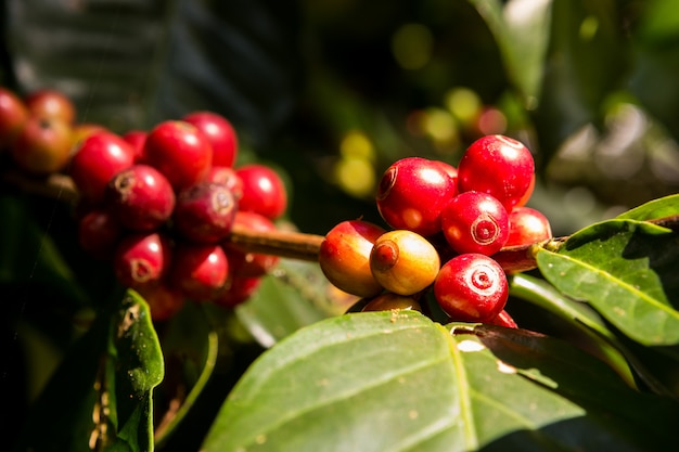 Kaffeebohnen aus dem Garten