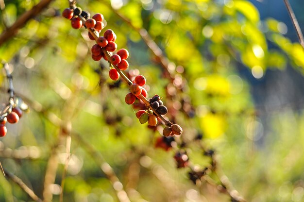 Kaffeebohnen aus dem Kaffeegarten.