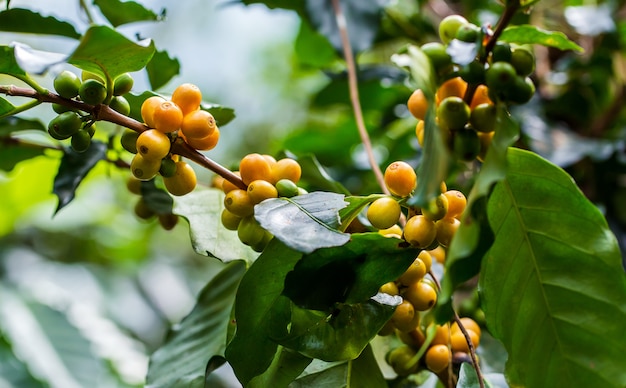 Kaffeebohnen, die auf Baum im Norden von Thailand reifen