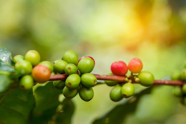 Kaffeebohnen, die auf Baum im Norden von Thailand reifen