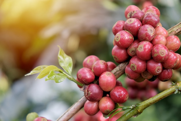 Foto kaffeebohnen im kaffeegarten