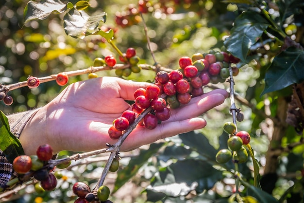 Foto kaffeebohnen in den händen eines bauern, die von der plantage gepflückt wurden