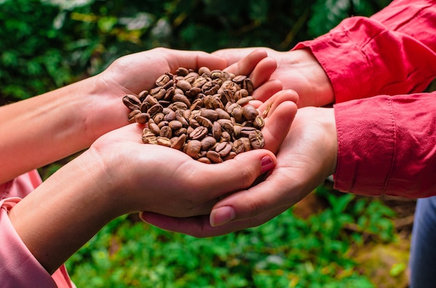 Kaffeebohnen in den Händen