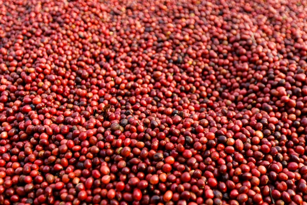 Kaffeebohnen trocknen in der Sonne. Kaffeeplantagen auf der Kaffeefarm