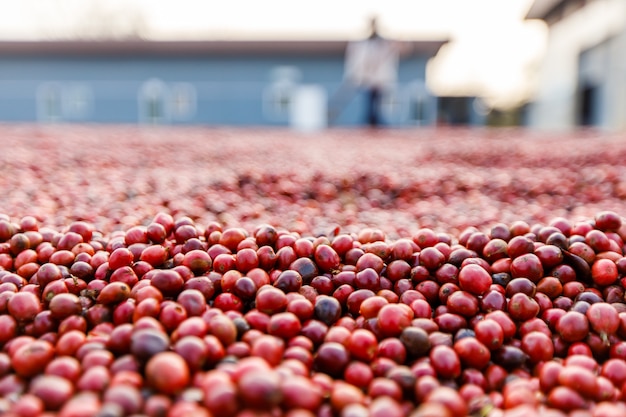 Kaffeebohnen trocknen in der Sonne. Kaffeeplantagen auf der Kaffeefarm