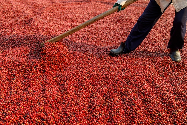 Kaffeebohnen trocknen in der Sonne. Kaffeeplantagen auf der Kaffeefarm