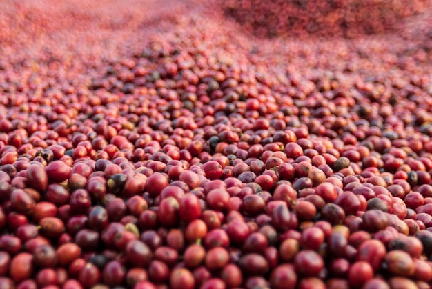 Kaffeebohnen trocknen in der Sonne Kaffeeplantagen auf der Kaffeefarm