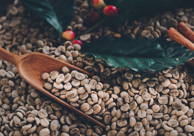 Kaffeebohnen trocknen in der Sonne Kaffeeplantagen auf der Kaffeefarm