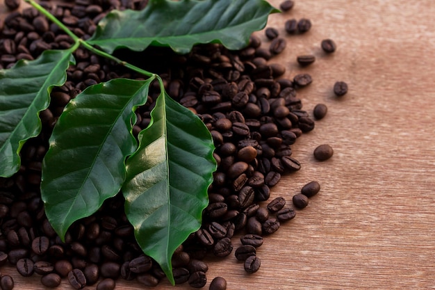 Kaffeebohnen und frisches grünes Blatt hautnah