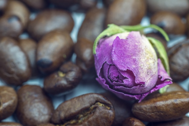 Kaffeebohnen und zarte Rose aus der Nähe