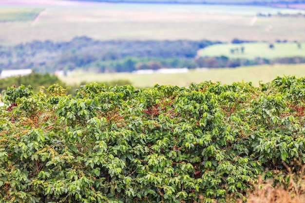 Foto kaffeebohnen wachsen auf einem kaffeebaum in der brasilianischen landschaft