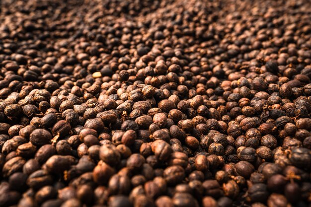 Kaffeebohnen werden im Gewächshaus getrocknet