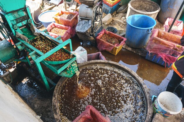 Kaffeebohnenprozess der roten Beeren in der Fabrik