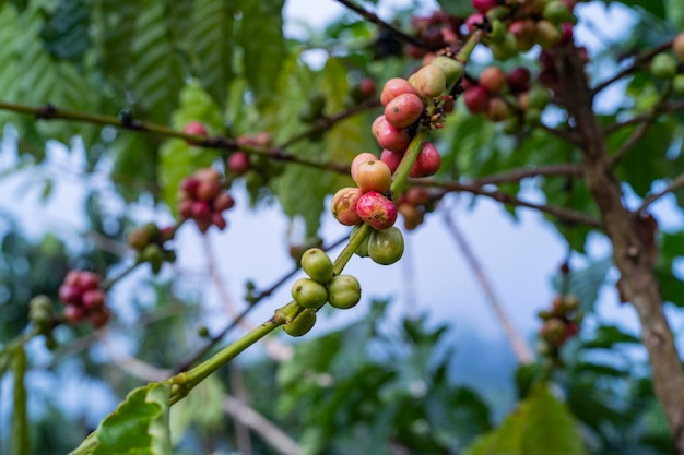 Kaffeekirsche auf der Kaffeefarm