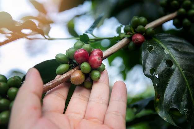 Kaffeekirschen auf Baum mit der Landwirthand.