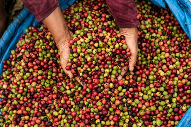 Kaffeekirschen auf der Kaffeefarm