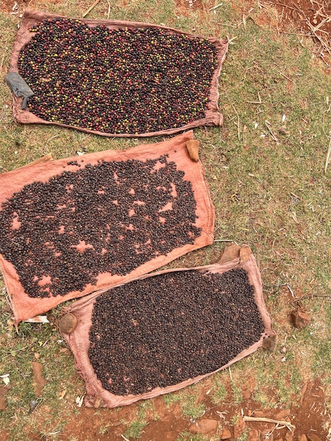 Kaffeekirschen werden in einem Garten auf einer Plastikfolie in der Sonne getrocknet. Dieser Prozess wird als natürlicher Prozess bezeichnet. Gartenkaffee ist eine äthiopische Tradition Bona Zuria Äthiopien Afrika
