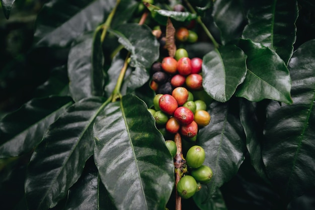 Kaffeeplantagen-Kaffeebeeren