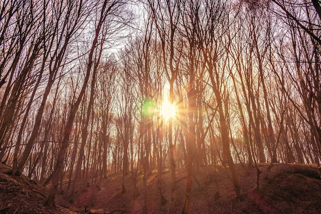 Kahle Bäume im Herbstwald. Sonnenschein durch kahle Bäume. Herbstliche Natur. Wald mit Sonne.