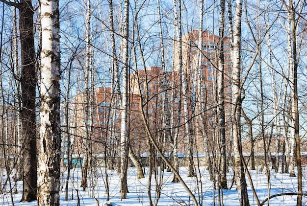 Kahle Bäume im Stadtpark im Winter