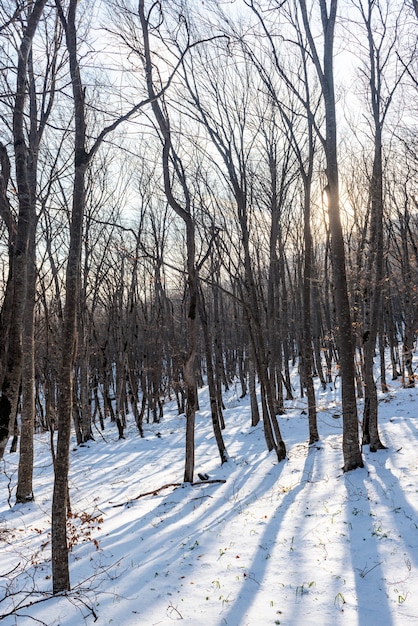 Kahle Bäume im Winterwald