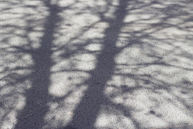 kahle Baumschatten auf der Asphaltstraße