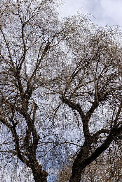 Kahle Weidenbäume im Frühling im Park. Weidenzweige ohne Laub hängen im zeitigen Frühjahr am Boden