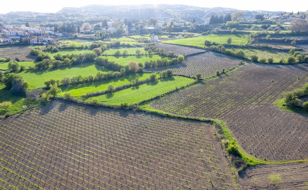 Kahle Weinberge und grüne landwirtschaftliche Felder in Zypern im Frühling Landschaft in der Gegend von Paphos Zypern