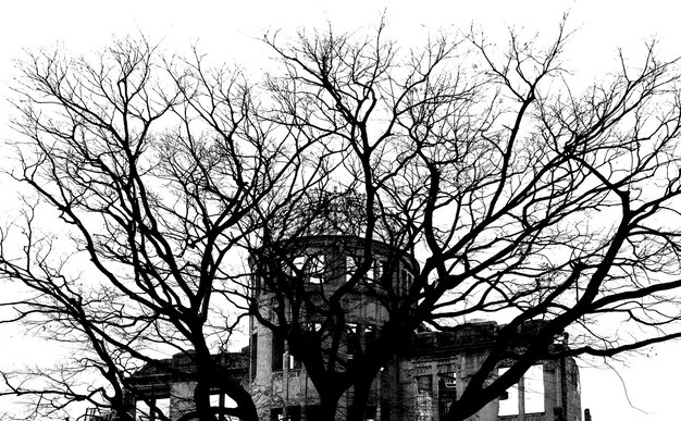 Foto kahler baum vor symbolischem gebäude