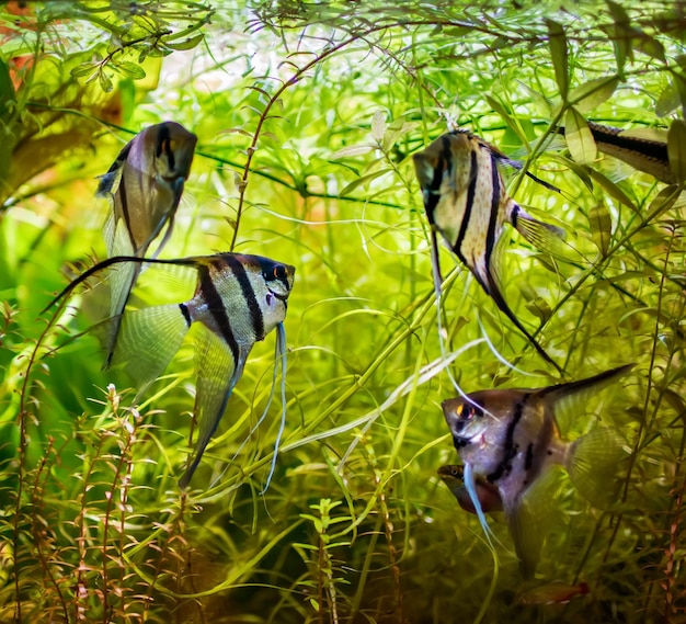 Foto kaiserfisch pterophyllum scalare