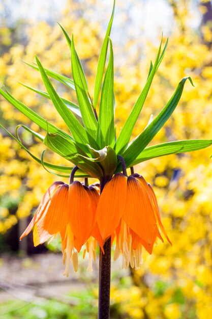 Kaiserkrone (Fritillaria imperialis) blüht auf blühender Forsythie