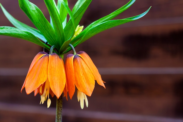 Kaiserkrone (Fritillaria imperialis) Blumennahaufnahme