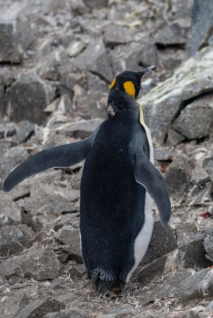 Kaiserpinguin Aptenodytes forsteri in Port Lockroy Goudier Insel Antarktis