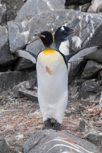 Kaiserpinguin Aptenodytes forsteri in Port Lockroy Goudier Insel Antarktis