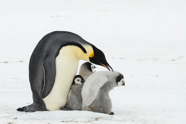 Kaiserpinguin mit Küken am Snow Hill, Antarktis 2018