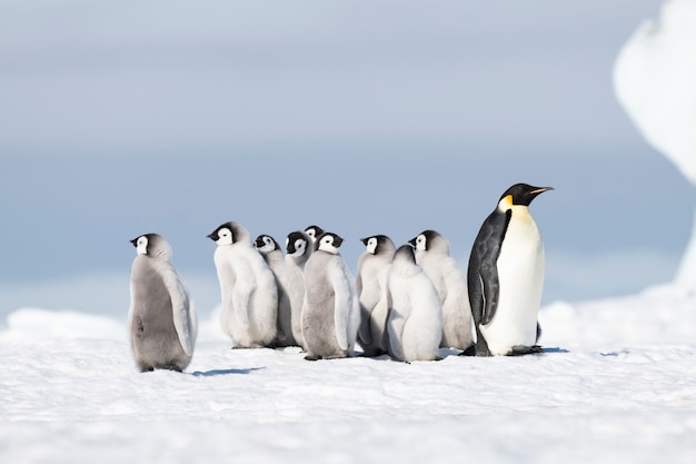 Kaiserpinguin mit Küken am Snow Hill, Antarktis2018