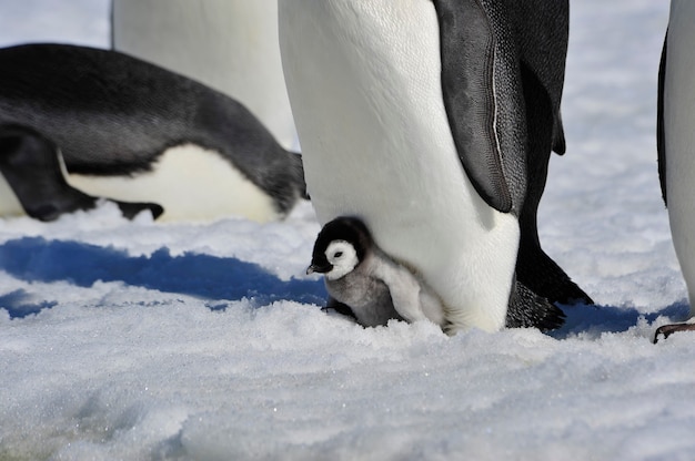 Kaiserpinguin mit Küken