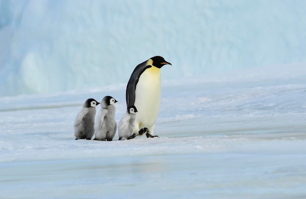 Kaiserpinguin mit Küken