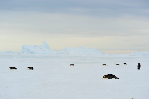 Foto kaiserpinguine am snow hill, antarktis 2010.