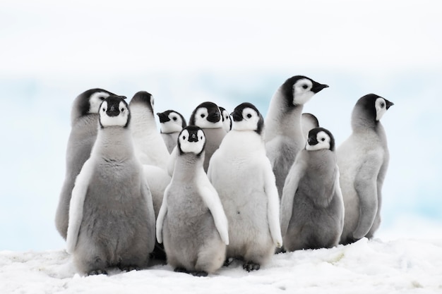 Foto kaiserpinguine küken auf eis in der antarktis