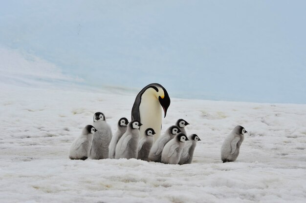 Kaiserpinguine mit Küken