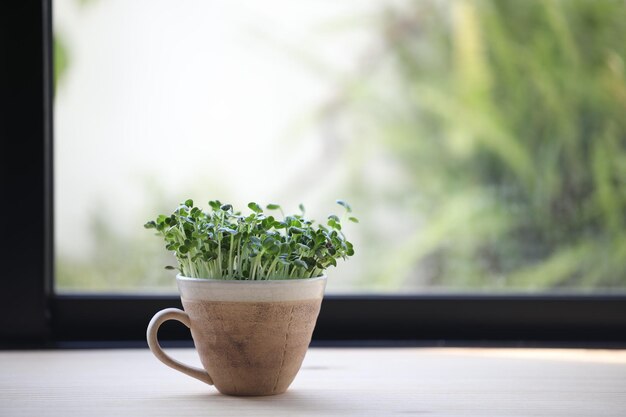 Kaiware spross Daikon-Rettich, der in einer Kaffeetasse auf einem Holztisch vor dem Fenster wächst