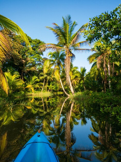 Foto kajakfahren entlang eines mangrovenflusses auf der insel bastimentos, panama